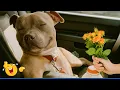 Download Lagu You Will Die Laughing At These Dogs 🐶 The Funniest Cat \u0026 Dog Moments Compilation 😹 😂