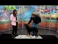 Pet Saver Kyra