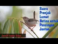 Download Lagu Prenjak Lumut betina untuk memancing jantan stres dan malas bunyi. MP3