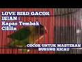 Download Lagu LOVE BIRD GACOR ISIAN KAPAS TEMBAK,CILILIN