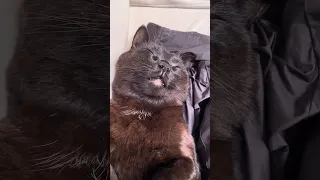 Cat Might Be Dead After Sailing Up the California Coast. #ourladydefiant #cat #sailboat #boat