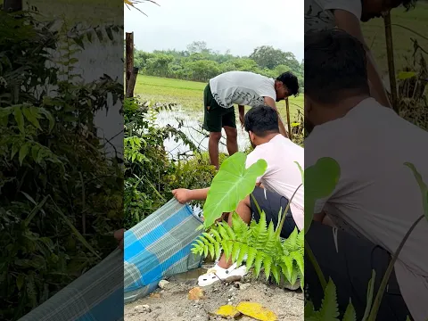 Lungi Fishing😜😜👌 #fish #fishkeepinghobby #fishing #aquarium #fishtank #fishingtechniques #shorts