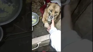 Dog Always Give U Hand Dog Doglover Dogs Friends 