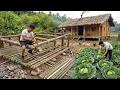 Lagu Country Life: Building a Pig Pen from Scratch \u0026 Harvesting Giant Cabbages