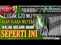 Download Lagu Cucak ijo gacor tembakannya bikin merinding,mantap