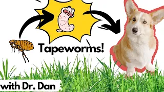 What TAPEWORMS look like and how a veterinarian treats them