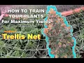 How to Grow Weed Easily By Installing a Trellis Net to Maximize Plant Yields