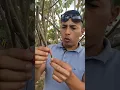 Planta de pito la mejor medicina natural para combatir el insomnio
