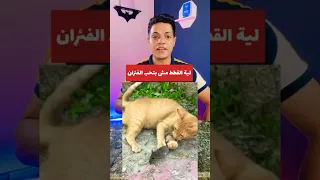 اية القطط مش بتحب الفئران Shortvideo 