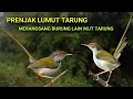 Download Lagu PRENJAK LUMUT TARUNG. SUARA PRENJAK LUMUT TARUNG
