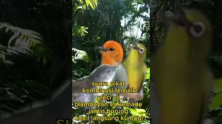 suara pikat burung kecil kombinasi terbaik pleci vs kemade vs plamboyan jamin pada ngumpul terbukti