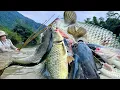 Lagu Traditional Fishing Skills - Girl Catches Giant Fish with Green Bamboo Rod in Lake