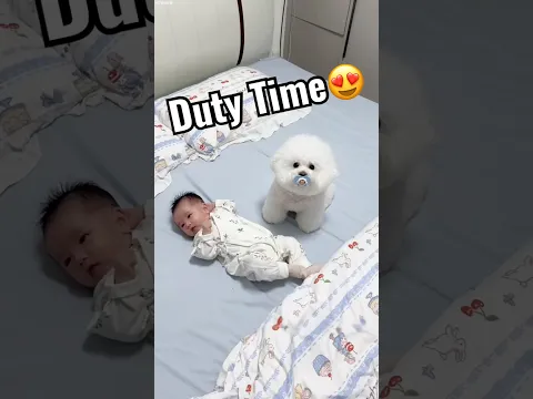 Puppy 🐶 ने अपने भाई को गिरने से बचाया 💔🥹