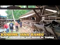Download Lagu 100 ekor otw Jambi, kambing 1500 || Pelanggan Setia