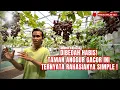 Lagu Info  A Sampai Z… Tanam Anggur Supaya Buah Gacor ! Kebun Anggur Banara, Bekasi