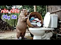 Download Lagu Capybara và Bà - Phim ngắn ĐỊNH MỆNH