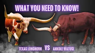 ankole watusi vs texas longhorn which cattle breed is best for your farm