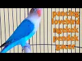 Lagu Suara burung lovebird pemula memanggil kawan di sertai ngekek pendek gacor