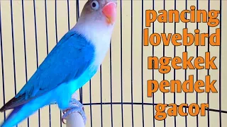 suara burung lovebird pemula memanggil kawan di sertai ngekek pendek gacor