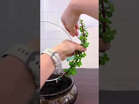 Easy & Creative Ways to Style Portulacaria Afra Succulent 🌵
