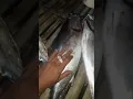 Download Lagu yg suka mancing di badong,untuk info/curhat boleh di chat