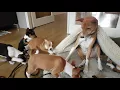 Basenji puppies yodeling