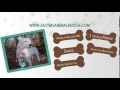 of adoptable pet named Kendyl