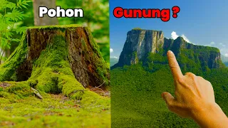 BUKTI POHON RAKSASA ASLI,  KITA HIDUP DI KUBURAN TITAN SISA DUNIA PURBA (FULL SEASON)