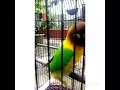 Download Lagu Video lucu bikin ngakak burung njoget