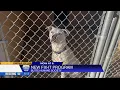 Butte Humane Society launches new fix-it program