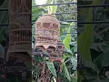 perkutut lokal super jengit suaranya