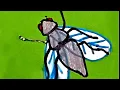 House Fly Drawing How to draw a House Fly Step by step tutorial Makhi Ki Drawing Insects