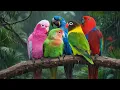 Lagu Most Beautiful Parrots on Earth 🦜 Bird Sounds for Stress Relief \u0026 Deep Healing 🌿 Ultimate Relaxation