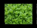 Download Lagu No Nonsense Herbalism - Peppermint (Mentha x piperita) Part 1