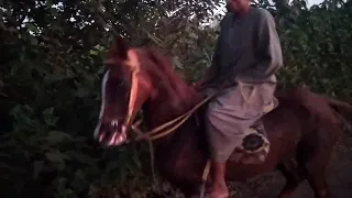 رقص خيل في الصعيد علي المزمار البلدي دندنها