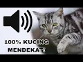Download Lagu SUARA KUCING MENGEONG MEMANGGIL TEMANNYA