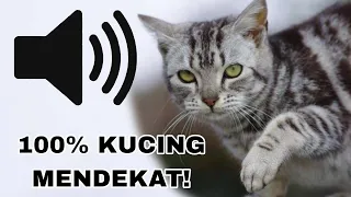 Download SUARA KUCING MENGEONG MEMANGGIL TEMANNYA MP3