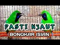 Download Lagu Masteran Cucak ijo full Tembakan Kasar - Mudah Masuk