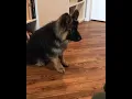 AKC German Shepherd Puppies For Sale