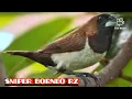 Download Lagu suara pikat burung pipit sawah@SNIPERBORNEORZ