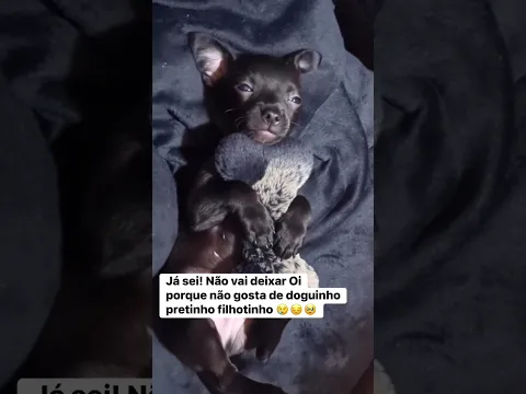 Ninguém gosta de cachorrinho pretinho #dog #petsfofinhos #pets