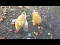Heap s Giant Pumpkin Farm Minooka 10 10 2015 Chickens
