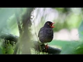 Download Lagu The beautiful song of the Slaty-backed Nightingale Thrush
