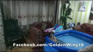 مصري جنن ابوه مقالب   دندنها