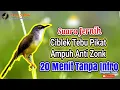 Download Lagu Prenjak Tebu Gacor | Ciblek Rawa Gacor | Suara Ciblek Tebu Betina Memanggil Jantan