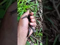 Download Lagu you've probably never seen this many of them before #snail #anyuniqueanimals