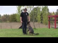 Beautiful female black sable IPO1 German Shepherd shows excellent obedience and quick agility