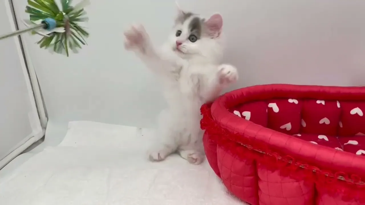 動画