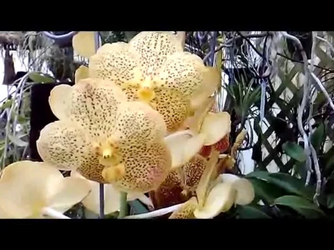 HEALTHY BEAUTIFUL ORCHIDS VANDA SOMSRI GOLD & V SOMSRI GOLD SPOT EACH $30