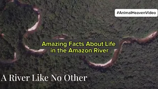 Amazing facts about life in the Amazon River | Ecosystem | Unique habitat